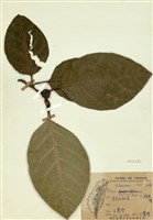 藏品(大冇榕(稜果榕))的圖片